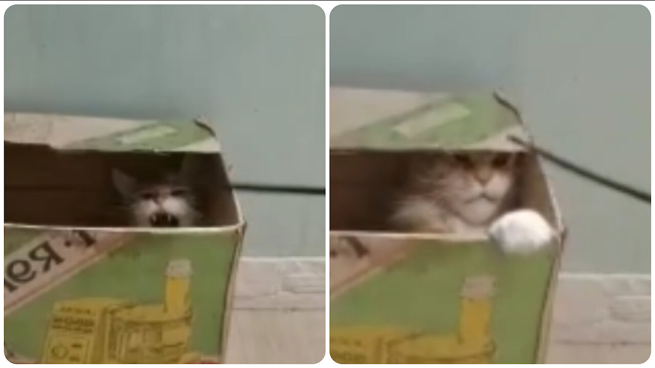 Maine Coon is attacking