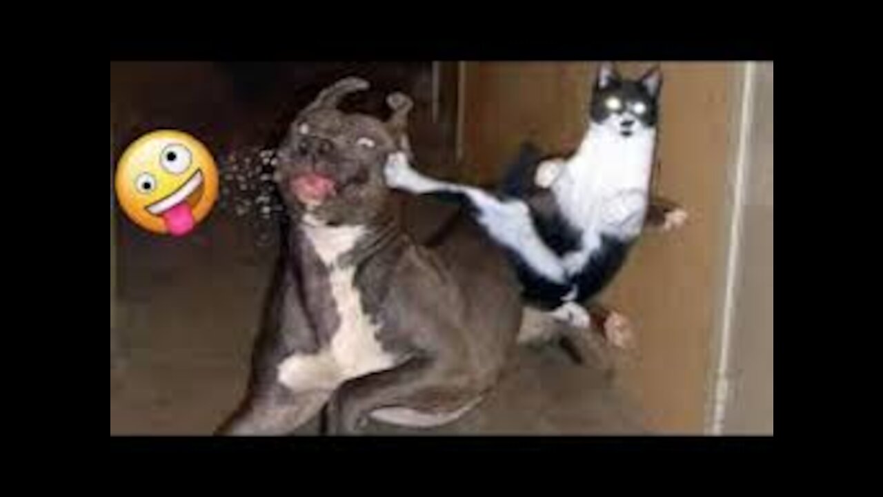 Laughing Videos 2020 new Funny Animals Funny Moments Of Funny Cats and Dogs