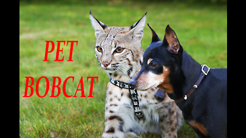 Living with a pet Bobcat