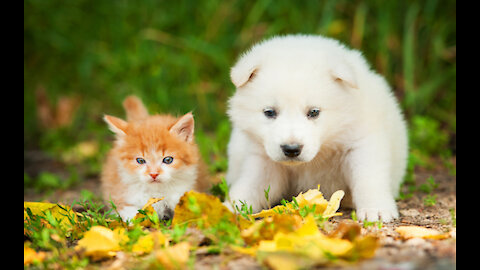 How cute they are funny cute puppies and kittens video make you day