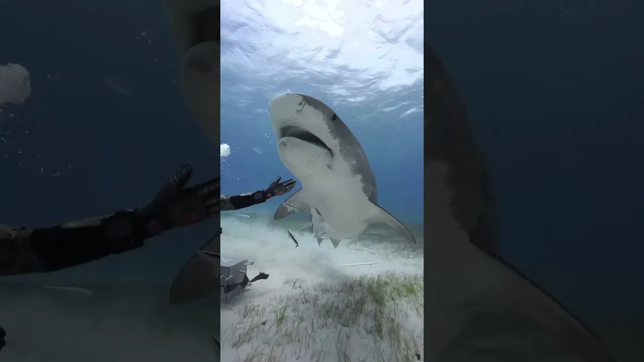 Shark vs Man #shark #man #vacation #travel #nature #subscribe