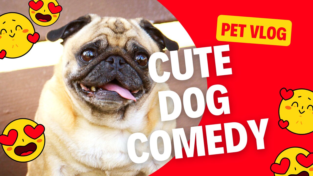 Cute dog comedy ❤️🐕🐶❤️