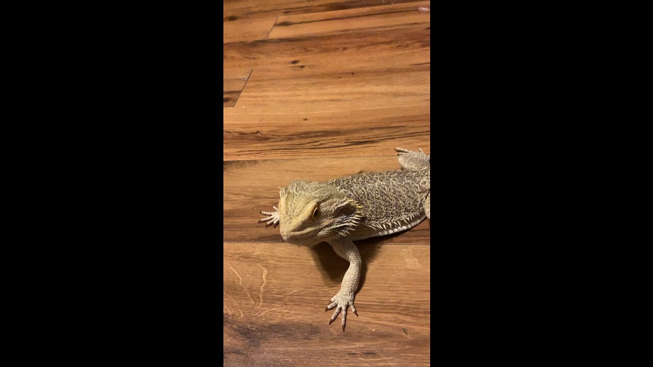 The anger of gizmo