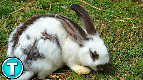 Top 10 Fastest Land Animals