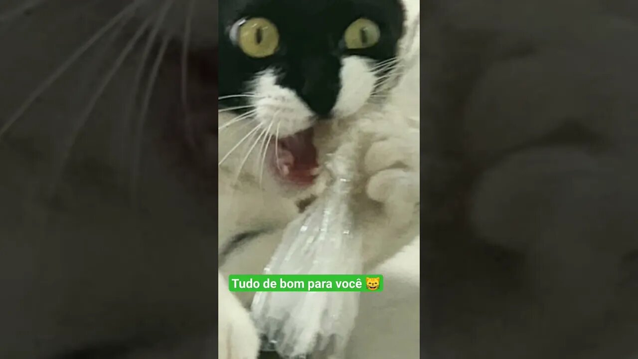 Gato Bartolomeu Tunico 😸