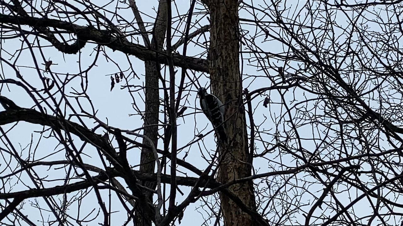 Hairy Wood Pecker James Gardens