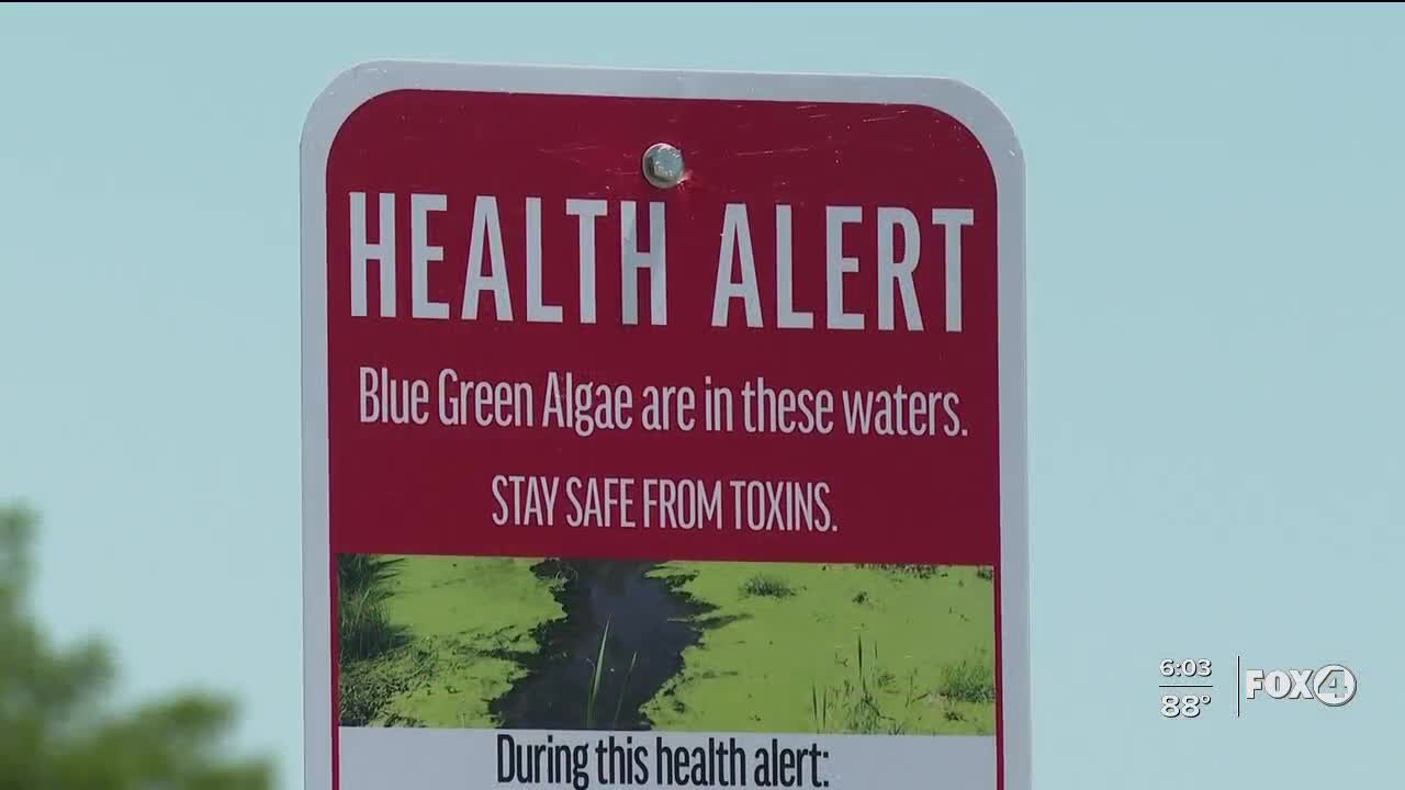 Researchers trying to find ways to mitigate blue-green algae as it begins to reappear