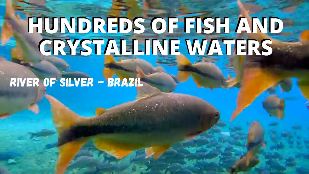 FLOATING WITH HUNDREDS OF FISH IN BRAZIL