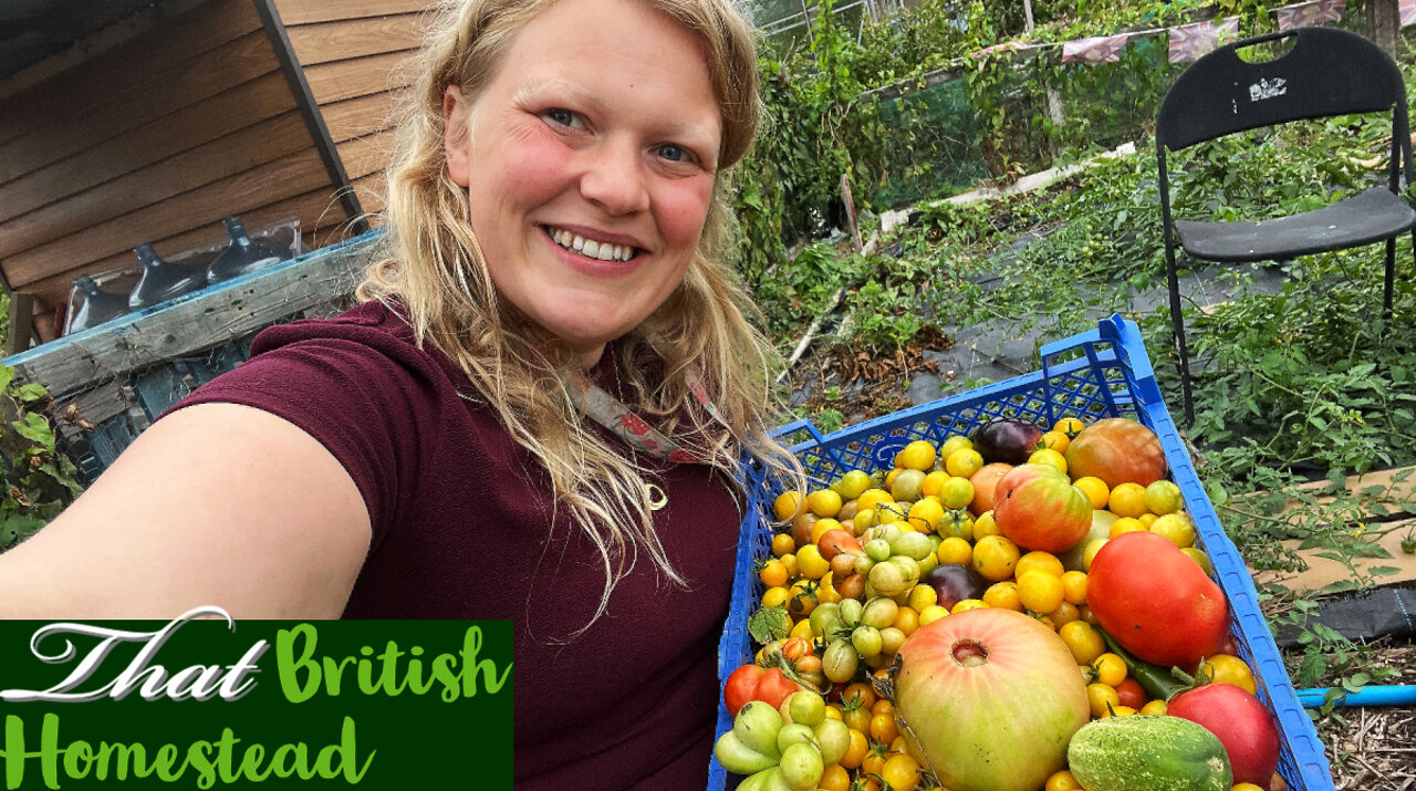 Harvesting tomatoes in the rain: Allotment Gardening