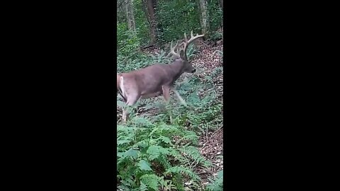 HUGE BUCK