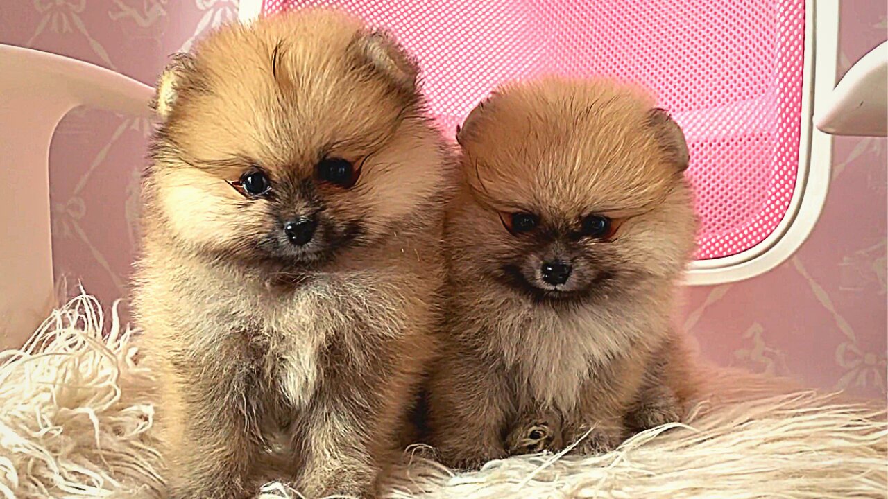 Close Up Shot of Cute Puppies