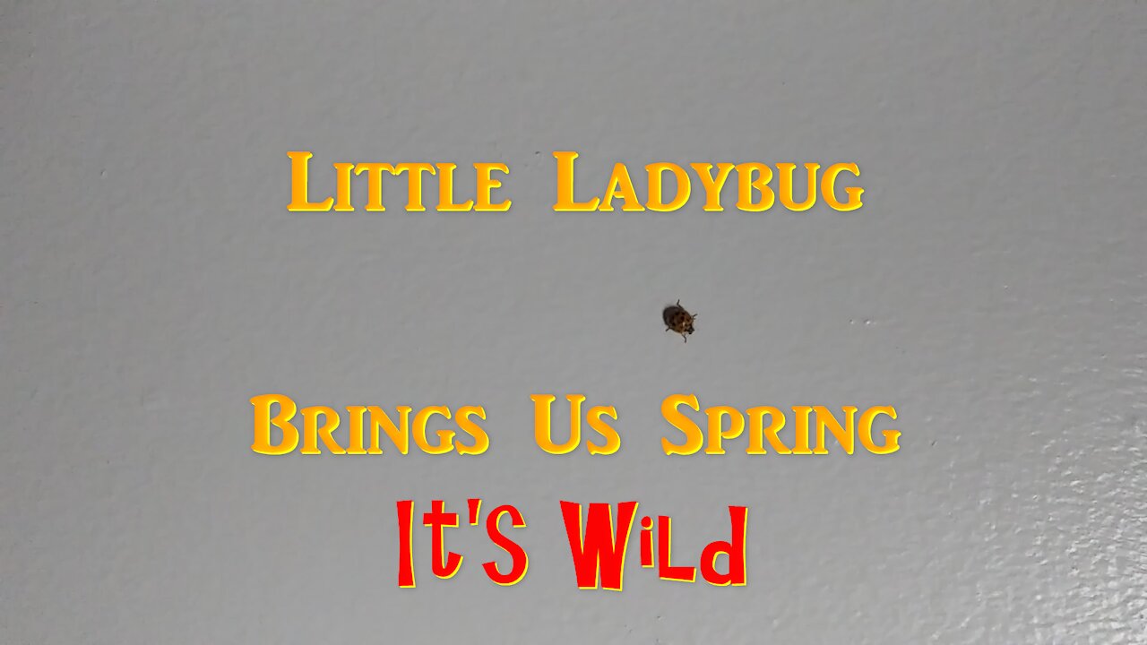 Little Ladybug Brings Spring - It’s Wild