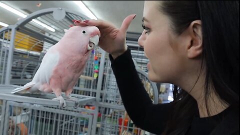 Talking and dancing parrot (unique colours parrot)