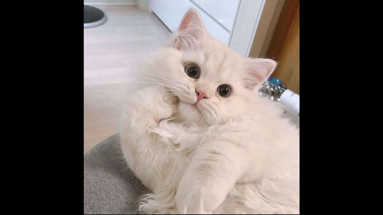 Charming cat recordings shorts leg feline