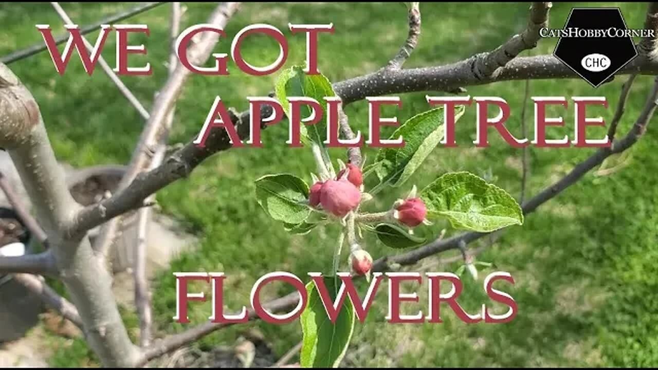 Our Appletree Has Flowers - 16 Apr 2022