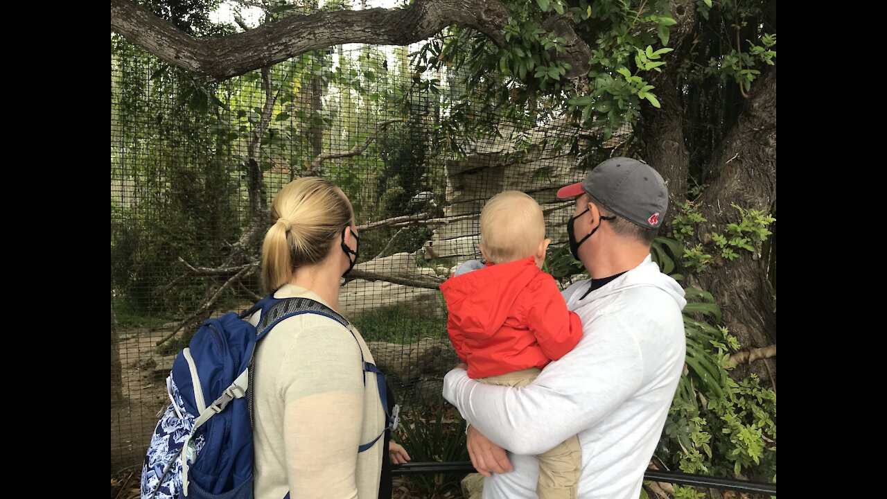 A Day at the Zoo