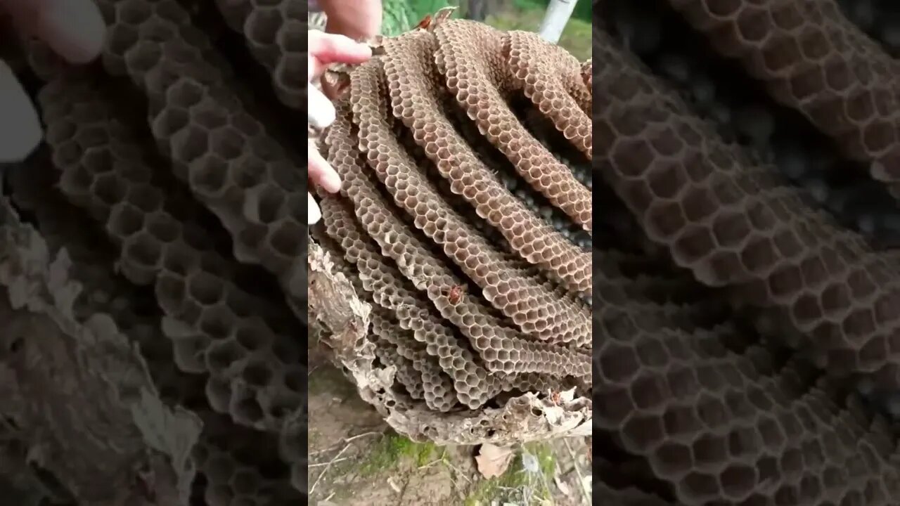 wild honeycomb