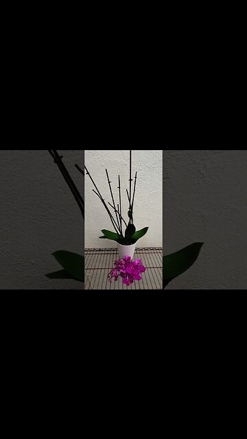 I cut fresh blooms off | Phase 1 rescue of Phalaenopsis terminal spike #ninjaorchids #shorts