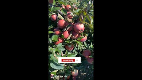 Which Is the APPLE of My Eye?