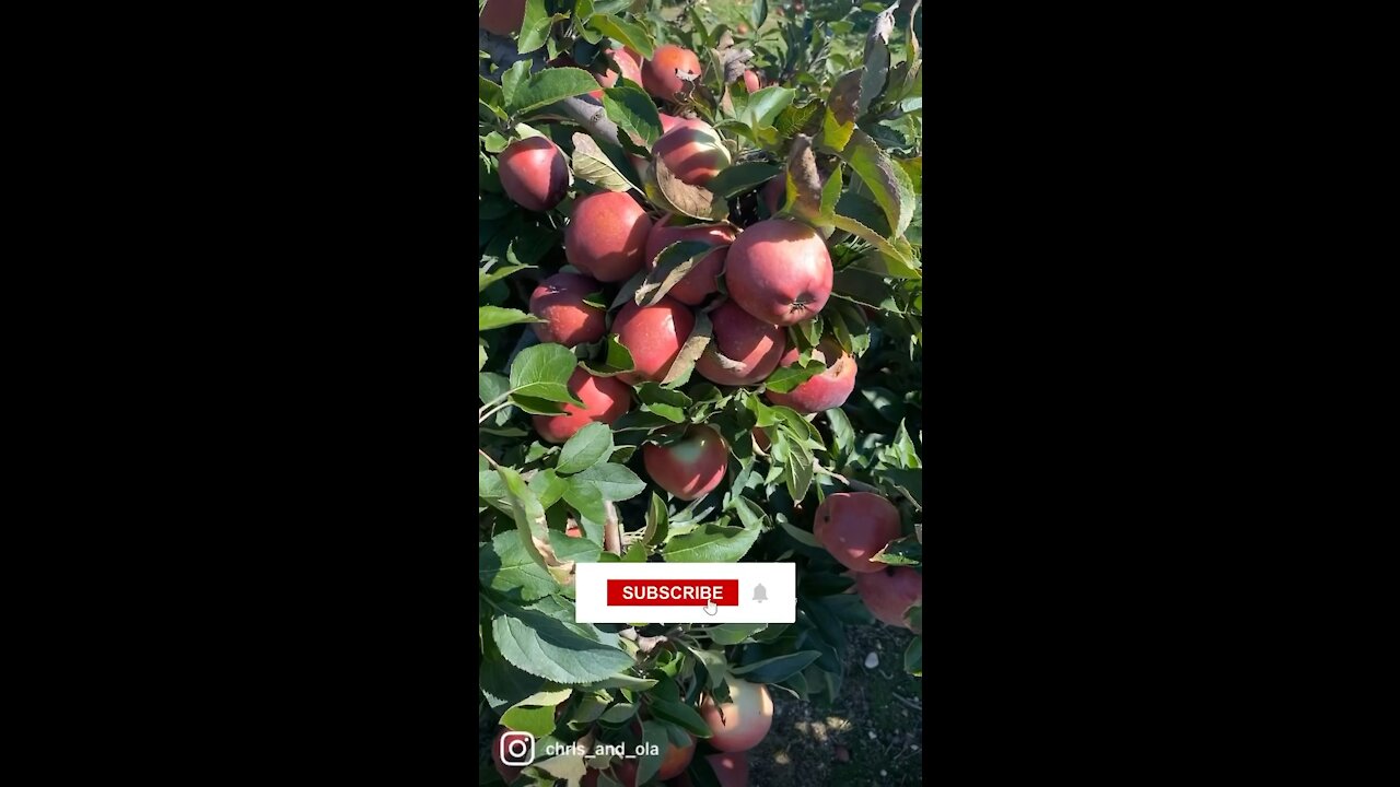 Which Is the APPLE of My Eye?