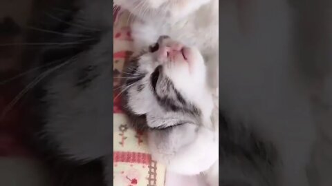 my pet is sleeping 😍🐱🐈