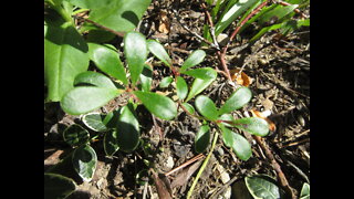 Going With The Flow Uva Ursi Sept 2021