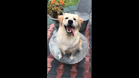 Cute Dog Funny