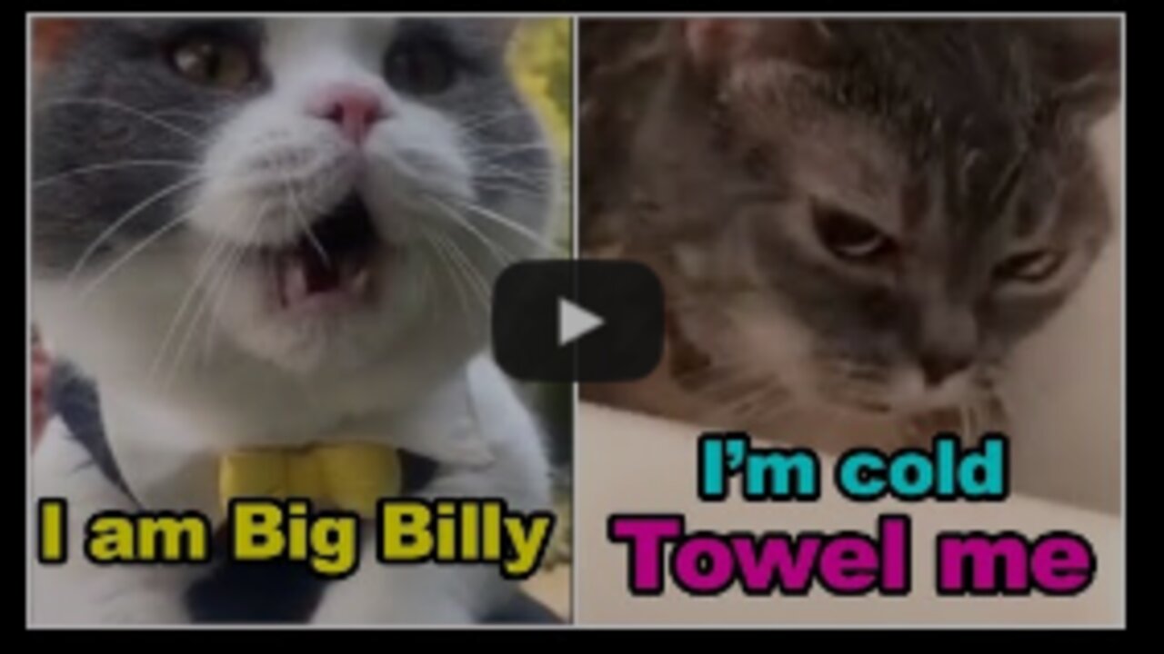 Talking Cats!! They sound so funny speaking in english, better than hoomansss