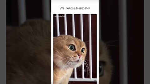 Funny Cat Meme 😂 pt.27 #shorts