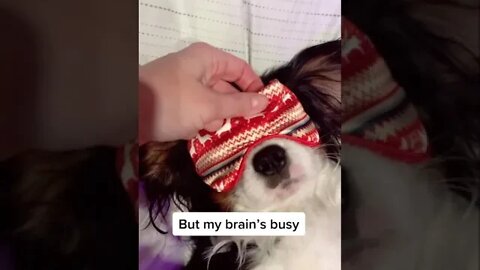 “I’m not lazy, mom”… says every Cavalier King Charles Spaniel dog