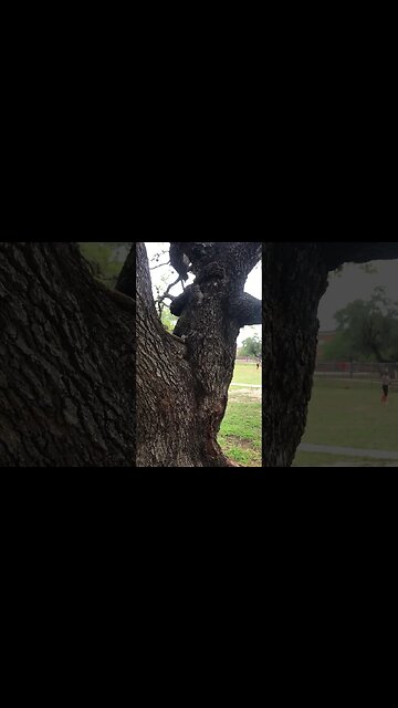 Real life Angry Birds