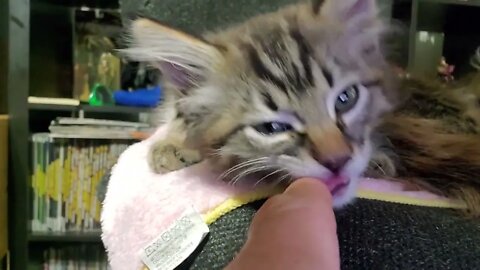 Little Sister Freya