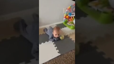 Alright little one...it's about time you learn how to throw this for me...😂👶🐶🎾 #shorts #dog #kids