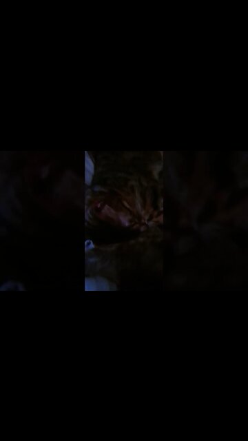 Look at these cats.🤣🤣 #420 #cats #pets