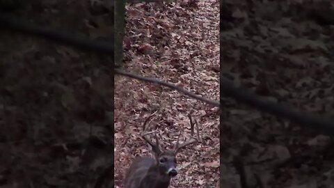 Big Buck Avoids A Shot 🎥#shorts #shortvideo #deer