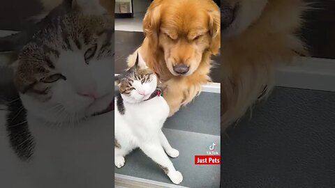 Cat & dog best friends #shorts #tiktok #cute #funnyvideos #animalreaction