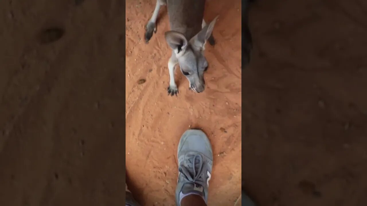 For real 😳 didn’t know about this #shorts #viral #saintpee #animals