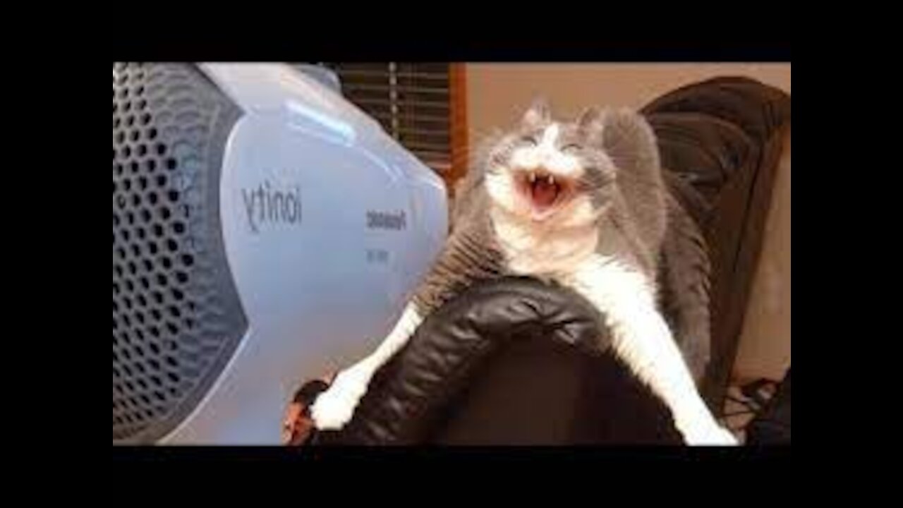 A cat using a hair dryer