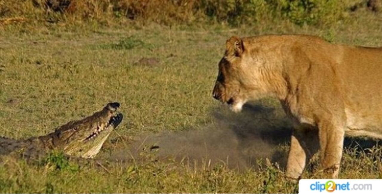 crocodile vs lion