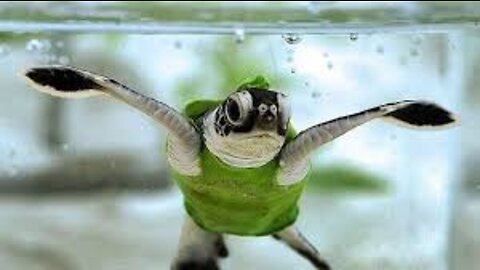 TOP 10 MOST cute animals in the World