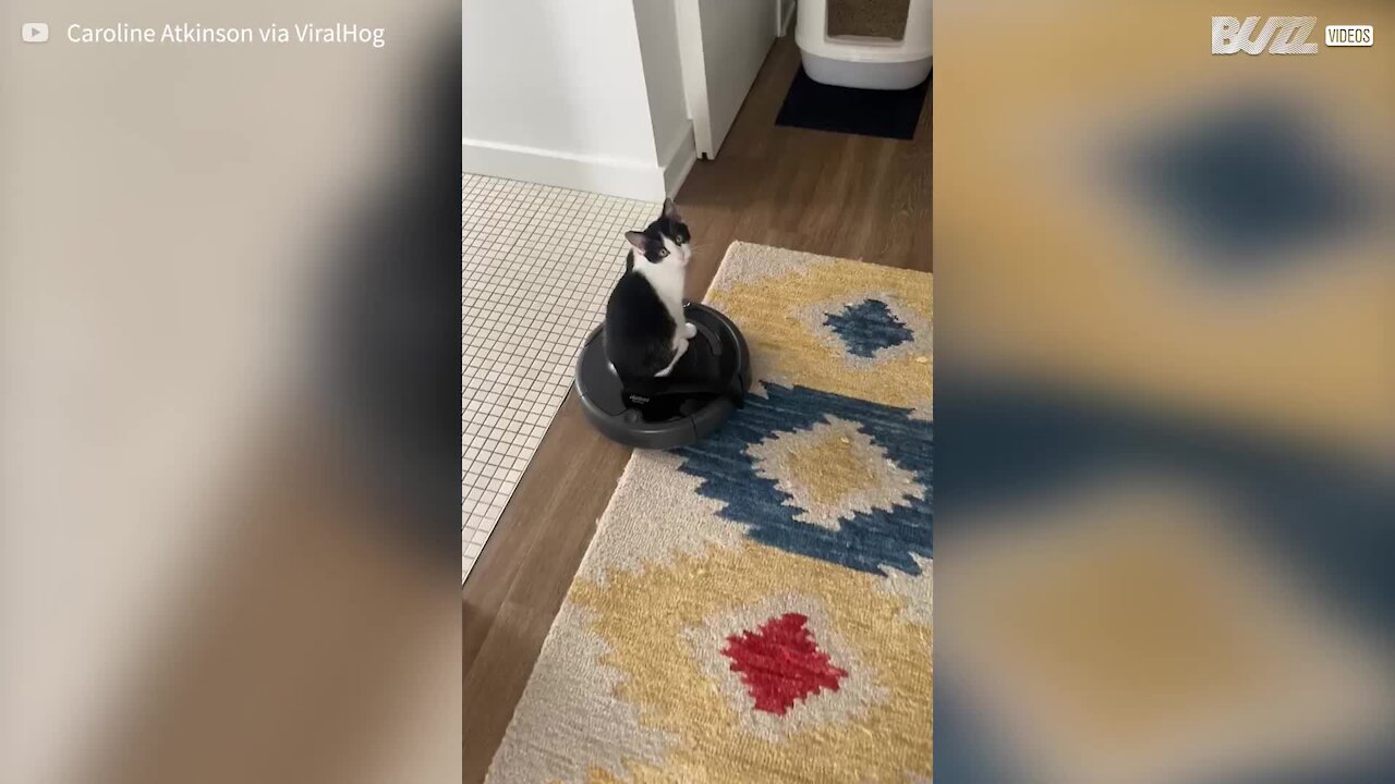 Cat rides a Roomba around the house