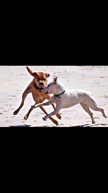Whether you're a dog lover #dog #video #dogs #rumble #rumble_dogs