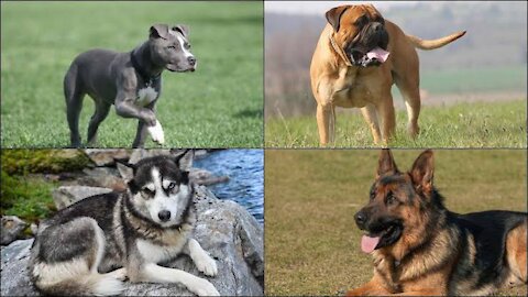 8 Most strongest fearless dog