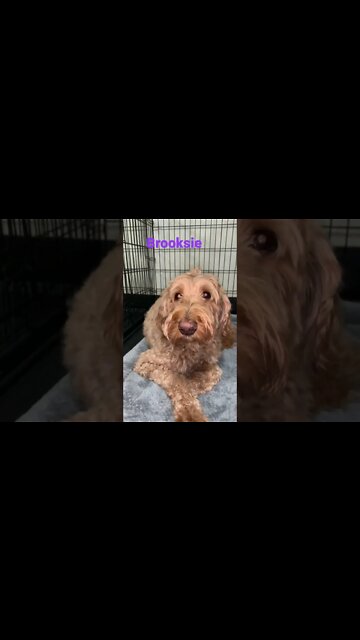 [Shorts 0117] BROOKSIE [#dogs #doggos #doggies #puppies #dogdaycare]