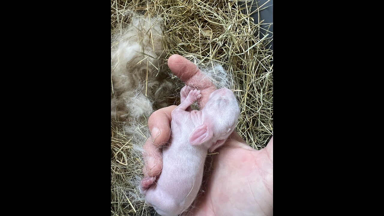 Sunday Morning with Lee Wheelbarger. It's a Baby Bunny Sunday