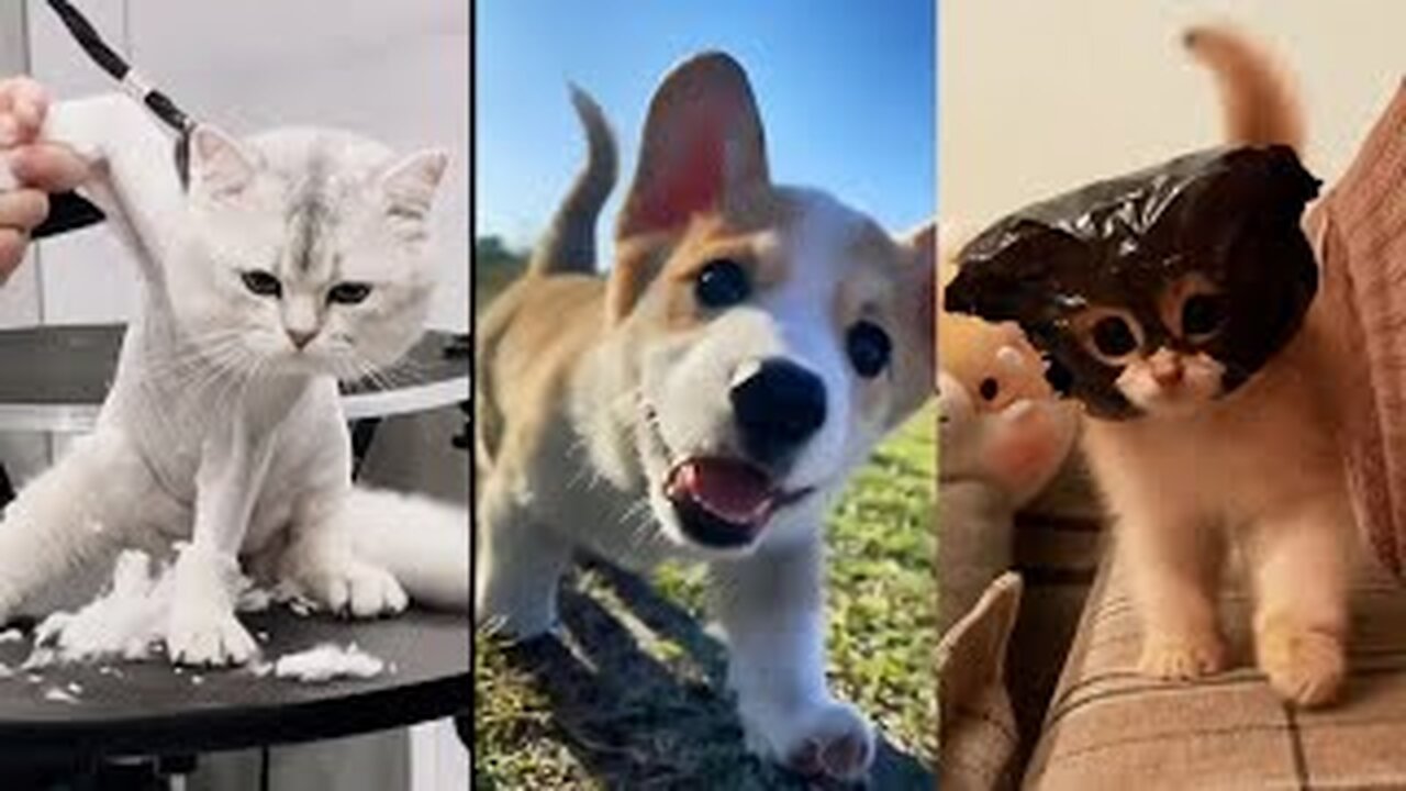 Cutest Pets|A Compilation of Funny and Loveable Animal Moments|Laugh Out Loud with Adorable Pets