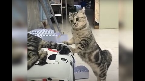 Baby Cats - Cute and Funny Cat Videos Compilation #7