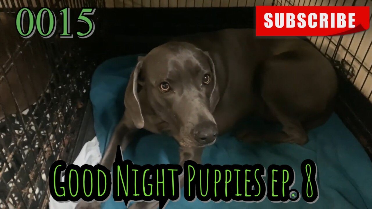 the[DOG]diaries [0015] Good Night Puppies - Episode 8 [#dogs #doggos #puppies]