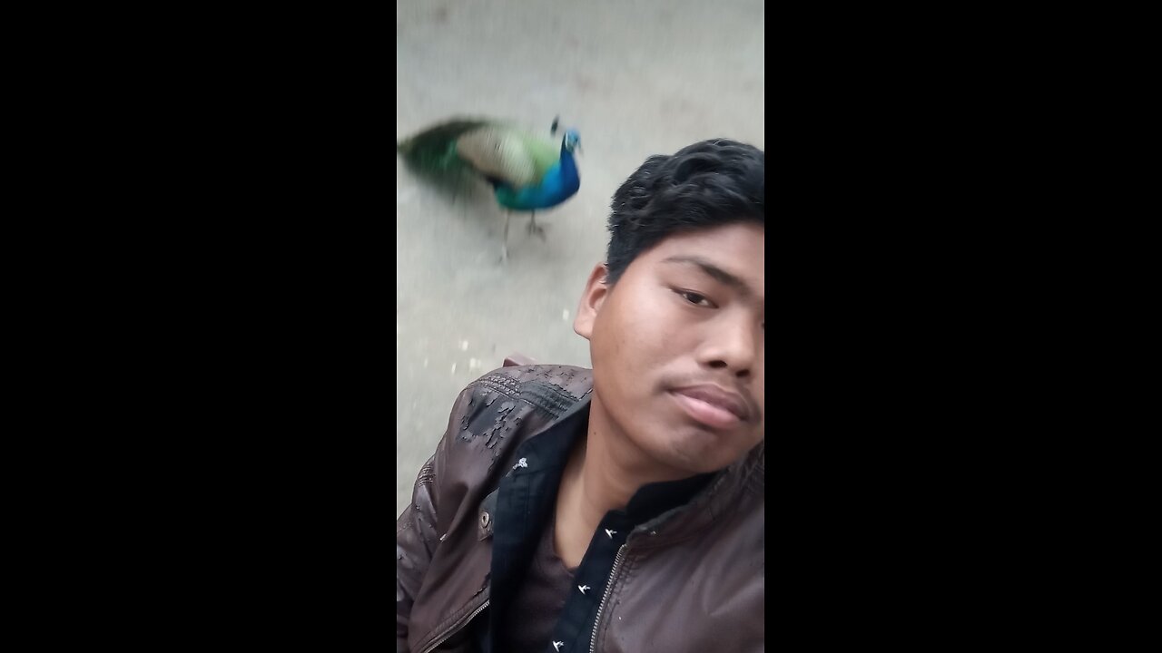 peacock lover 💓❤️