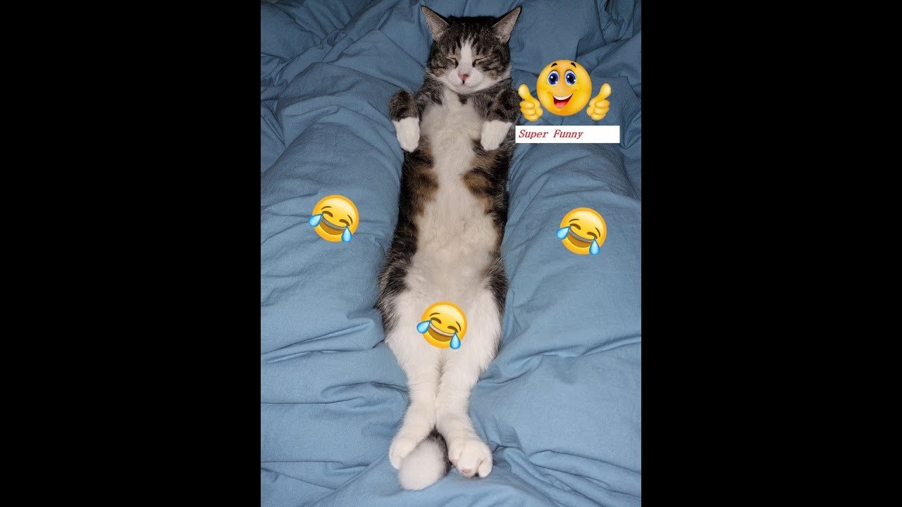TOP COMPILATION / TRY NOT TO LAUGH / FUNNY ANIMALS 🤣